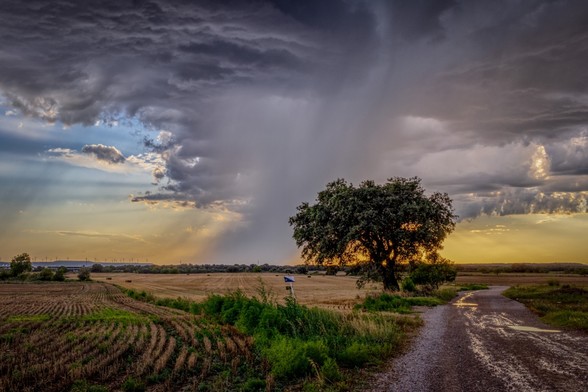 Se puede ver el paisaje de campo con un árbol y detrás una gran nube de tormenta con la luz del atardecer.

You can see a field with a single tree and behind a big stormy cloud with sunset light.
