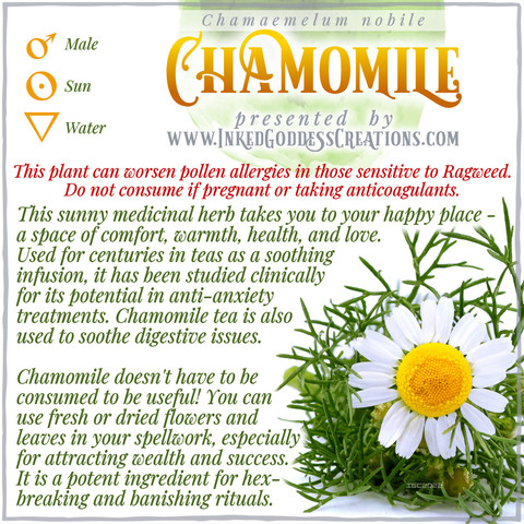 A graphic about Chamomile featuring a photo of the plant, from Inked Goddess Creations.
