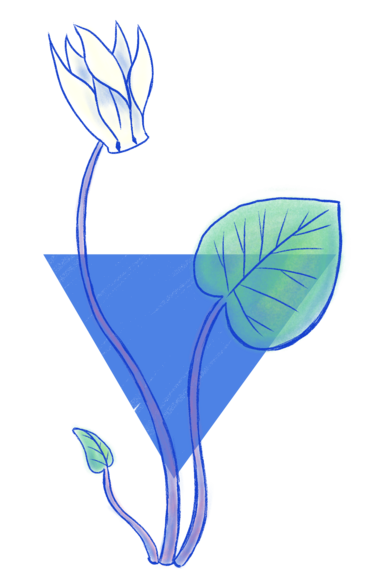 Ilustración a línea azul y mancha a color de un ciclamen (flor). Detrás, aparece un triángulo equilátero azul apuntando con su vértice hacia abajo.