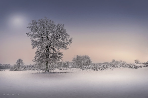 It's late January. The field and bare trees are covered with snow. It is cold, white and peaceful. There is nothing around in the field but one lonely tree that stands out from everything else. It is such a beautiful winter scene in nature. Sumadija, Central Serbia. From the Winter Fields collection.