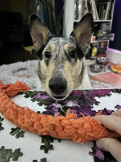 A dog with pointed ears and in intense expression stares at the viewer. She has dropped a braided orange rope on top of a surface covered by a half-finished puzzle. A human hand is grasping the end of the rope toy. The dog is a blue merle smooth collie named Story. In the background is a bookcase, a snake plant, and some metal water bowls for dogs.