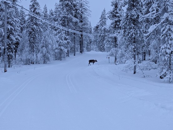 Reindeer