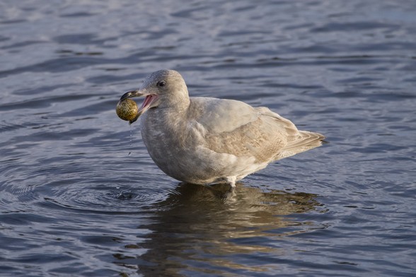 An immature Glaucous-winged Gull, standing belly-deep in water, is holding what looks like an old, stained golf ball in its bill