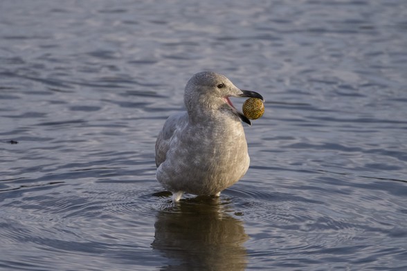 An immature Glaucous-winged Gull, standing belly-deep in water, is holding what looks like an old, stained golf ball in its bill