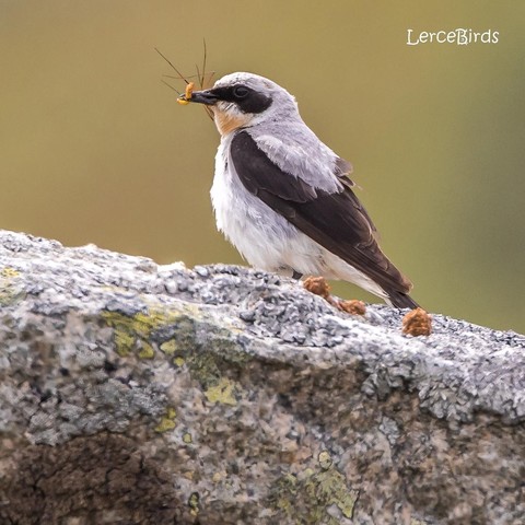 Tapuit met snavel vol insecten