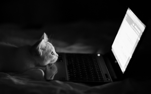 Cat & laptop on a bed. The cat is looking at the screen.