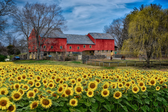 A field of sunflowers following the sun and swaying in the breeze as the horses graze in the pasture. What an idyllic setting. Sunflowers are heliotropic which means that the flowers follow the sun across the sky.