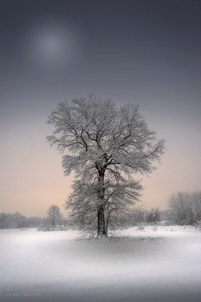 Winter solitude.
Lonely tree in the middle of the field covered with fresh snow. A beautiful winter scene one cold January day in untouched nature. There is nothing in the field except the winter whiteness and the cold wind that blows and makes this day even colder. Everything is so white, quiet and nice. This lonely big tree really stands out from the environment.

Sumadija, Central Serbia. From the Trees collection.