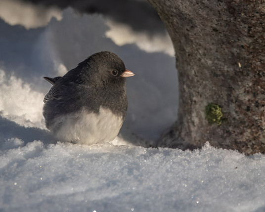 A photograph of a Dark-eyed Junco (in its black-above-white plumage) sitting in the snow next to a large rock.
