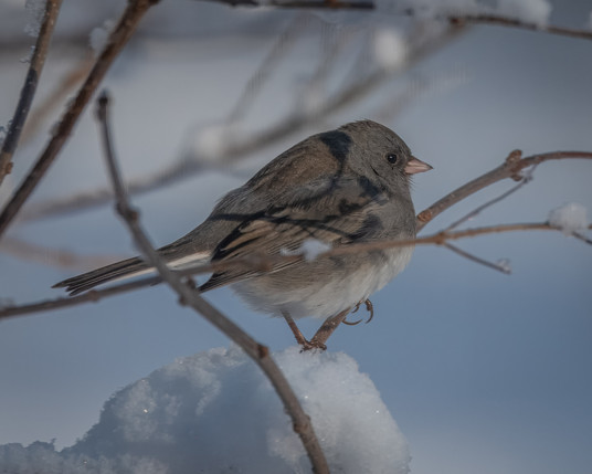 A photograph of a Dark-eyed Junco (in blue-grey plumage) perched in a snow-covered bush.