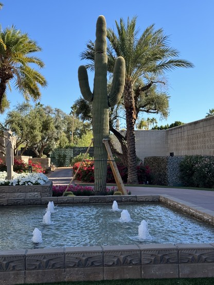A large Saguro cactus, approximately 12 feet tall,  is sitting outdoors in a garden next to a pool of water at the Biltmore hotel in Phoenix, Arizona. There are six jets of water in the pool that are spraying some water up into the air. They’re lined up in two equal rows in the centre of the pool.

The cactus has a large arm on each side of it. It is being held up by several planks of wood which I was told is something that has been done to a lot of large, valuable cacti in Arizona this year due to the drought.

Behind the cactus you see two palm trees, one on each side. Behind those trees are a few deciduous trees I can’t identify and some flowers - red, white, or pink - growing in the distance by a beige stone wall and some evergreen bushes. 

There is a bright blue sky above this entire scene that is gorgeous. 