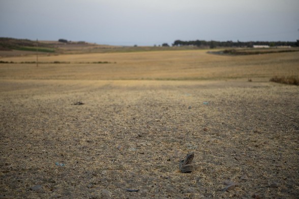El año 2023 ha sido el más cálido desde que hay registros. En la imagen, un llano del campo castellano, completamente seco con vegetación amarilla y al ras. En primer plano, una bota vieja llena de polvo.