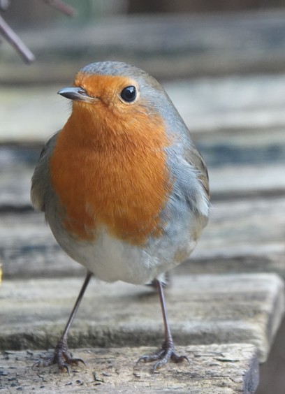 de roodborst op een tuintafeltje, koppie eigenwijs opzij