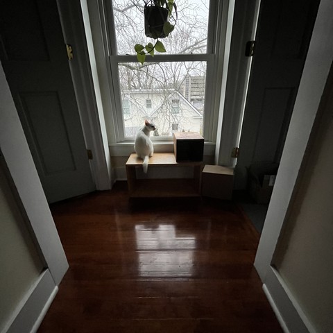 Wide angle picture of white cat sitting on a shelf in front of a window. Doors on either side create stark vertical lines. The only light is from the window.