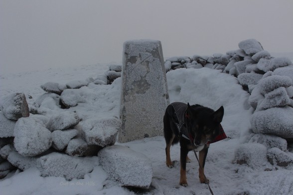 Moray the dog stood at a summit cairn and trig point, everything is covered in snow and it is foggy and cold.