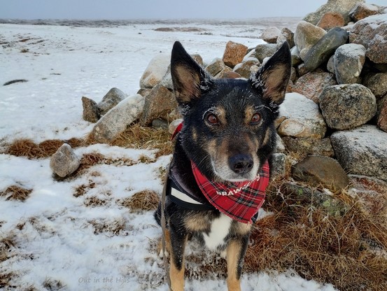 Moray the dog with ice frosting his whiskers and fur round his ears and eyes. He is stood by a cairn, there is snow on the ground. His bandana has the words BRAW DUG.