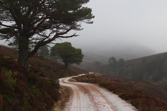 Heading down a gravel track towards a foggy glen. A couple of mature pine trees at the side of the track. The track is partially covered with ice and snow.