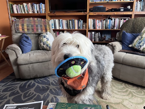Murray the Old English sheepdog in our living room with a new UFO themed toy in his mouth! Bookshelves and recliners are behind him. 