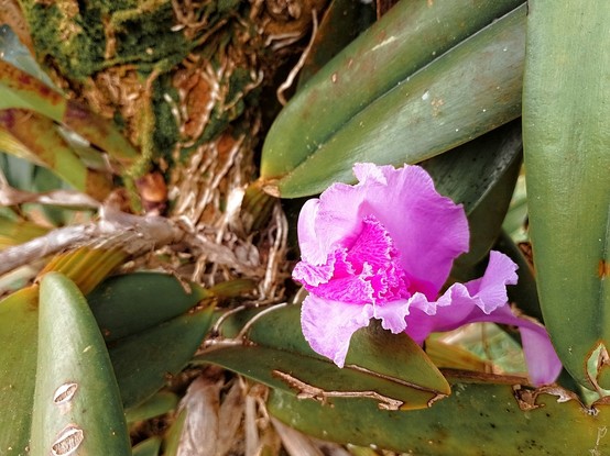 In the midst of difficulties, there are moments of beauty and joy. Orchid 
#Beautiful_Flower #Beautiful_Nature #CloseUp #Flower #Freshness #Green #Growth #Leaf #Nature #orchid #Outdoors #Plant #Petal #snap_allnature #snap_colours #snap_flowers #snap_mobile #snap_potd