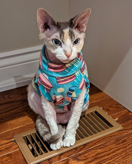 Willow the sphinx cat trying to stay warm on the air vent