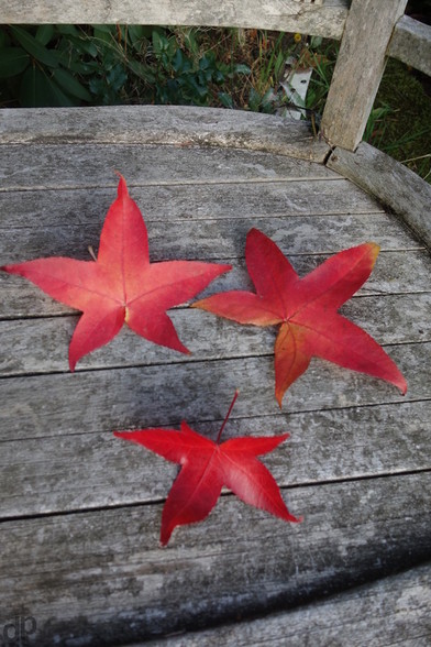 three red fallen leaves on a wooden bench 