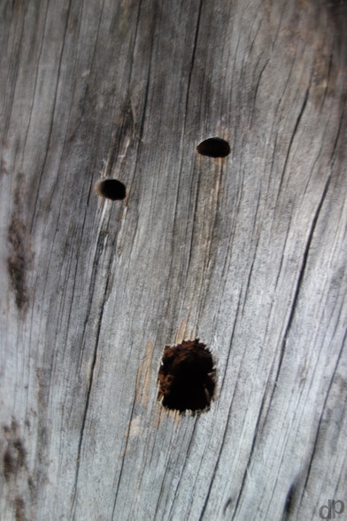 three holes in wood
could be a face which screams
two smaller holes as eyes and a bigger one as a shouting mouth