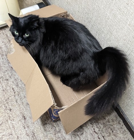 Black cat in its natural habitat: a box 