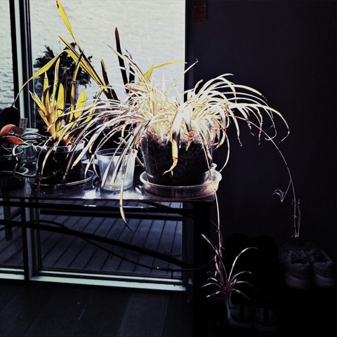 Image shows a potted plant with long, narrow leaves on a glass shelf inside a room, with a glass window in the background and a pair of shoes on the floor to the right. The plant is known as a spider plant. 