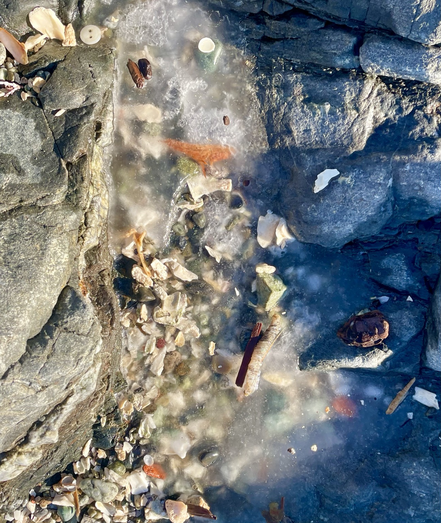 Overhead photo of a frozen shallow tidal pool full of bits of kelp, seaweed, rocks, driftwood, and small shells