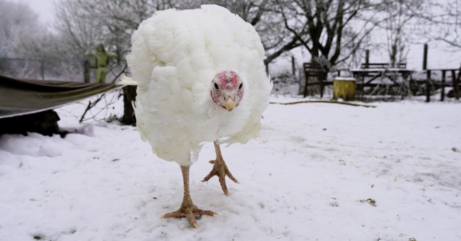 Pute Wendy im verschneiten Land der Tiere