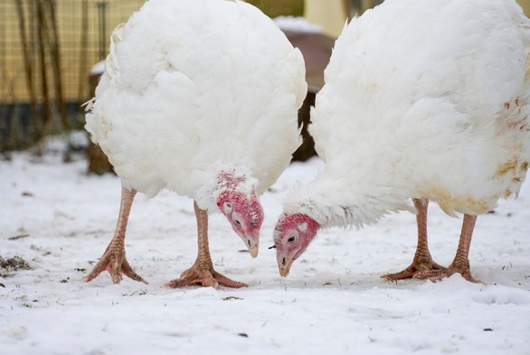 Die Puten Wendy und Ashley im verschneiten Land der Tiere
