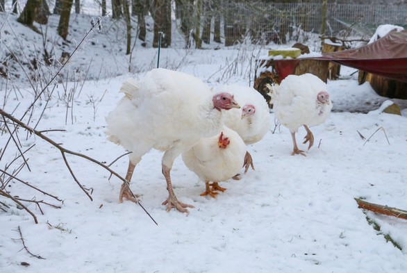 Puter Pü, Henne Cosma und die Puten Wendy und Ashley im verschneiten Land der Tiere