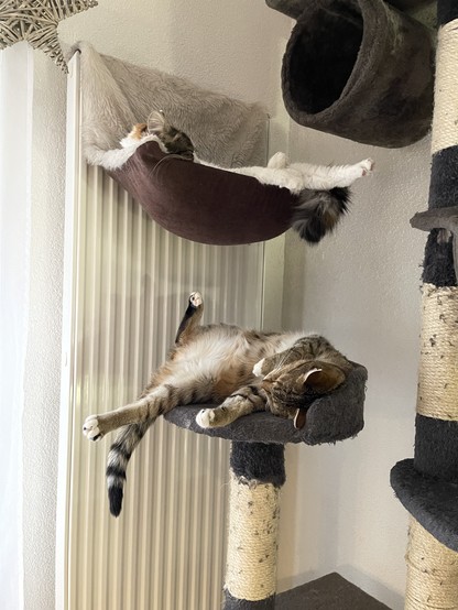 Zwei Katzen: eine liegt entspannt auf einem Hänger an der Heizung, die andere liegt die Hinterbeine in die Luft gesteckt auf dem Rücken auf dem Katzenbaum