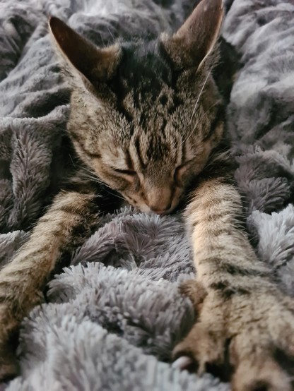 Captain Jack, the grey tabby cat, is a big fan of the grey fleece blanket and is kneading (making biscuits) while purring. His front paws are outstretched, his little nose is buried in the blanket and it's hard to see where blanket stops and tabby cat begins.
