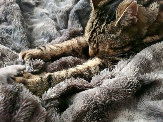 Captain Jack, the grey tabby cat, is a big fan of the grey fleece blanket and is kneading (making biscuits) while purring. His front paws are outstretched, his little nose is buried in the blanket and it's hard to see where blanket stops and tabby cat begins.
