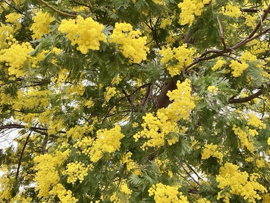 Branches of mimosas in bloom