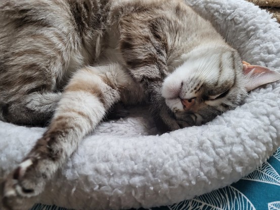 Creme-weiß-graugetigerte Katze mit rosa Nase und rosa Ohren liegt friedlich schlummernd eingerollt auf weißem Fleeceschlafkissen.