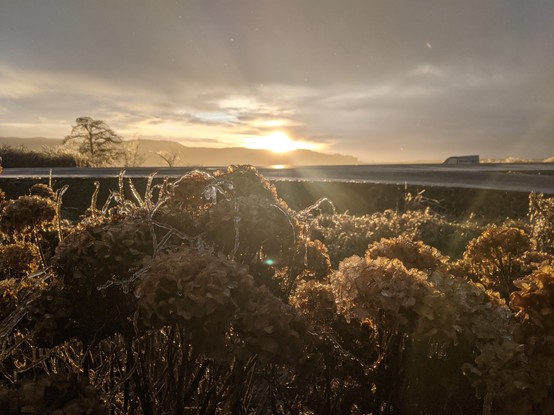 A muted tinted sunset over the water and ice covered dried winter hydrangea blooms. The sun's rays are golden despite the obvious cold.