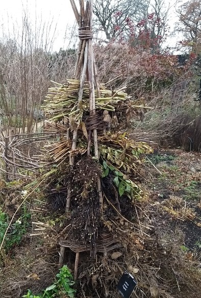 A teepee of hazel stuffed with bundles of sticks, twigs and leaves to provide habitat for overwintering insects.