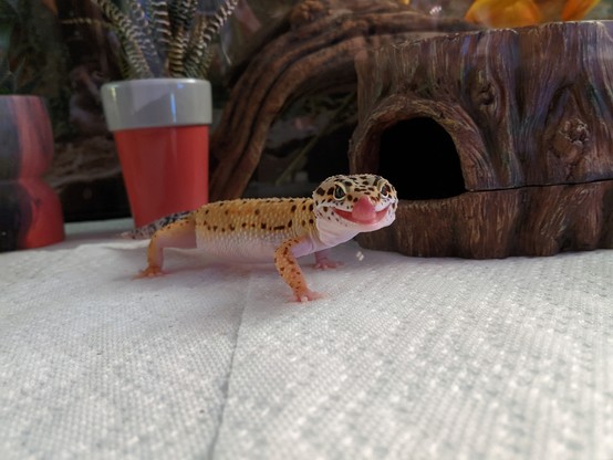 Photo of a younger leopard gecko looking at the camera, with their tongue out.