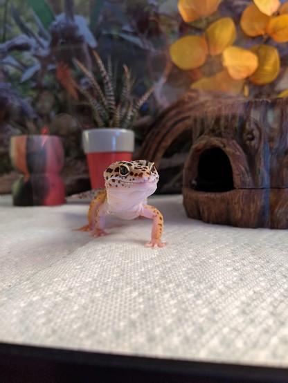 Photo of the same leopard gecko with the camera angled in front of them, it looks like they're smiling.