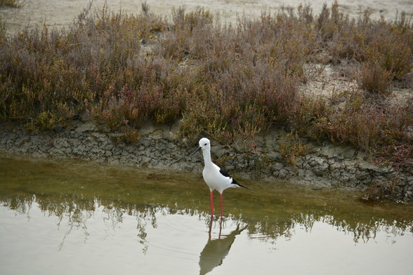 La Cigüeñuela Común o Himantopus Himantopus en un humedal del Parque Natural Bahía de Cádiz