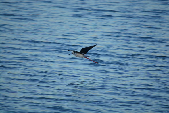La Cigüeñuela Común o Himantopus Himantopus volando sobre un humedal del Parque Natural Bahía de Cádiz
