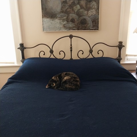 A small tortoiseshell cat curled up by the pillows of an otherwise empty bed. A trail of tiny pawprints on the otherwise smoothed-down throw leads to her place