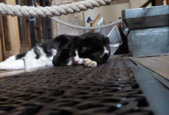 Low shot of black and white cat lying on the floor.