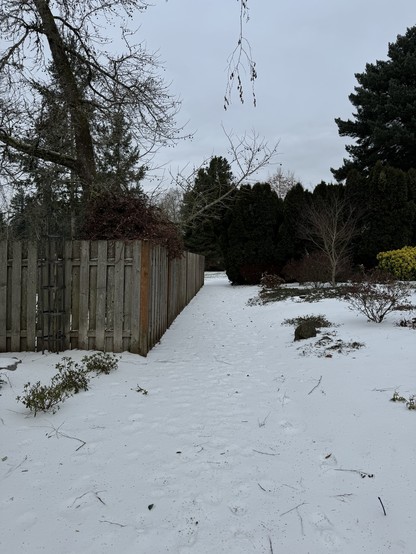 Sidewalk to the parkway. Although city official have told us to stay away from parks because of risk of falling trees, our park doesn’t have lot of trees, very open. So we are able to walk there. The sidewalk is still covered with snow as it wasn’t plowed. 