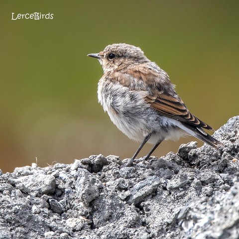 Juveniele tapuit op een rots in Noorwegen