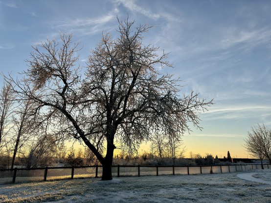 Bare tree with frost against a sunset sky, with a field and fence in the foreground.