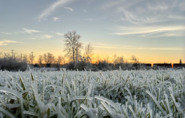 Frost-covered grass in the foreground with a sunrise and silhouetted trees in the background.