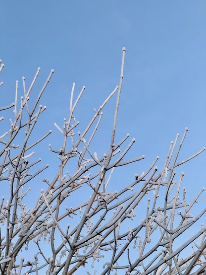 Tree branches covered in frost against a clear blue sky.